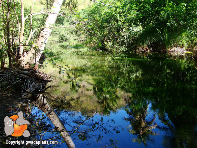Mangrove