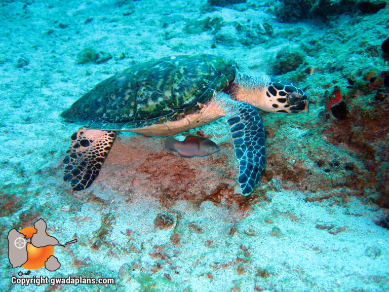 Tortue imbriquée