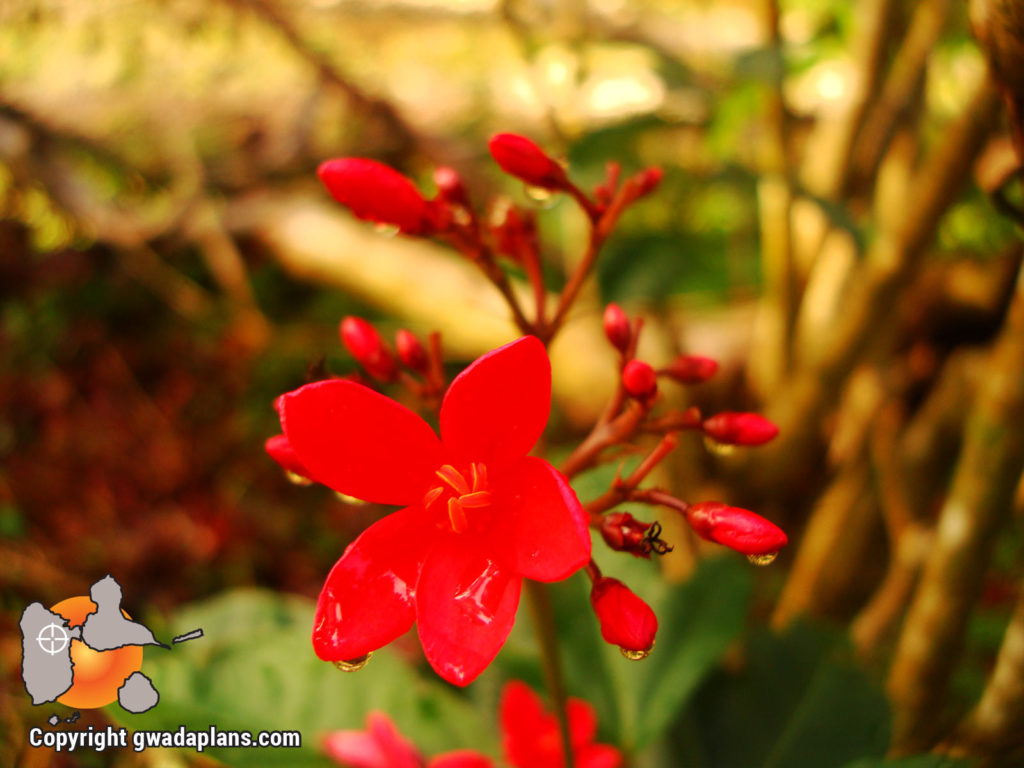 Fleurs tropicales