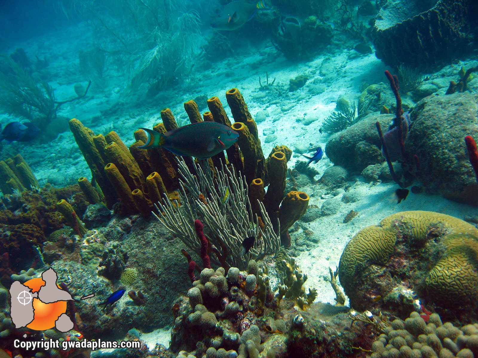 Récifs réserve cousteau