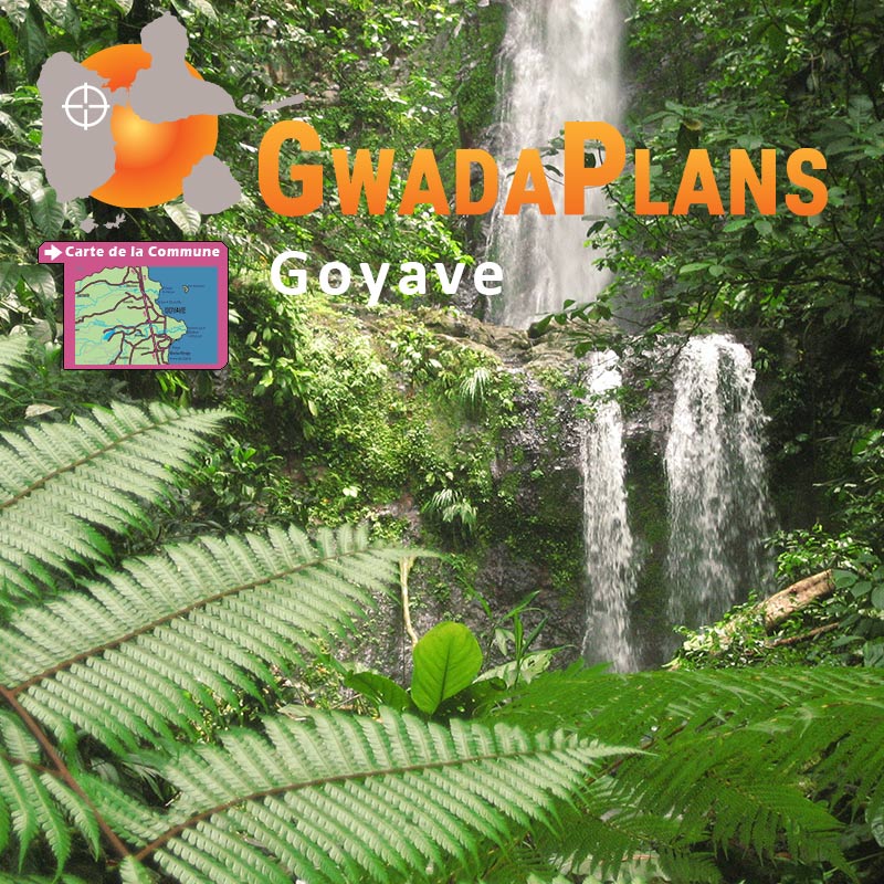 Goyave Guadeloupe