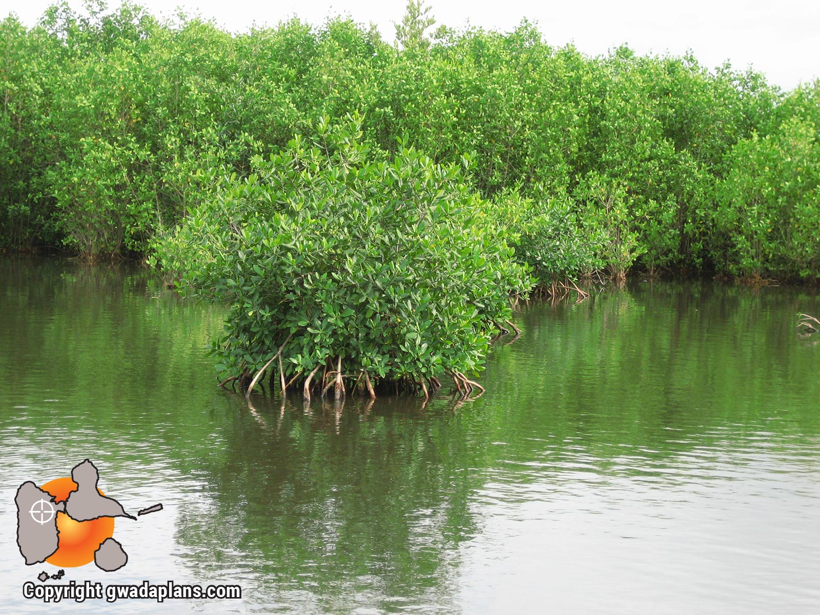 Mangrove - Port Louis