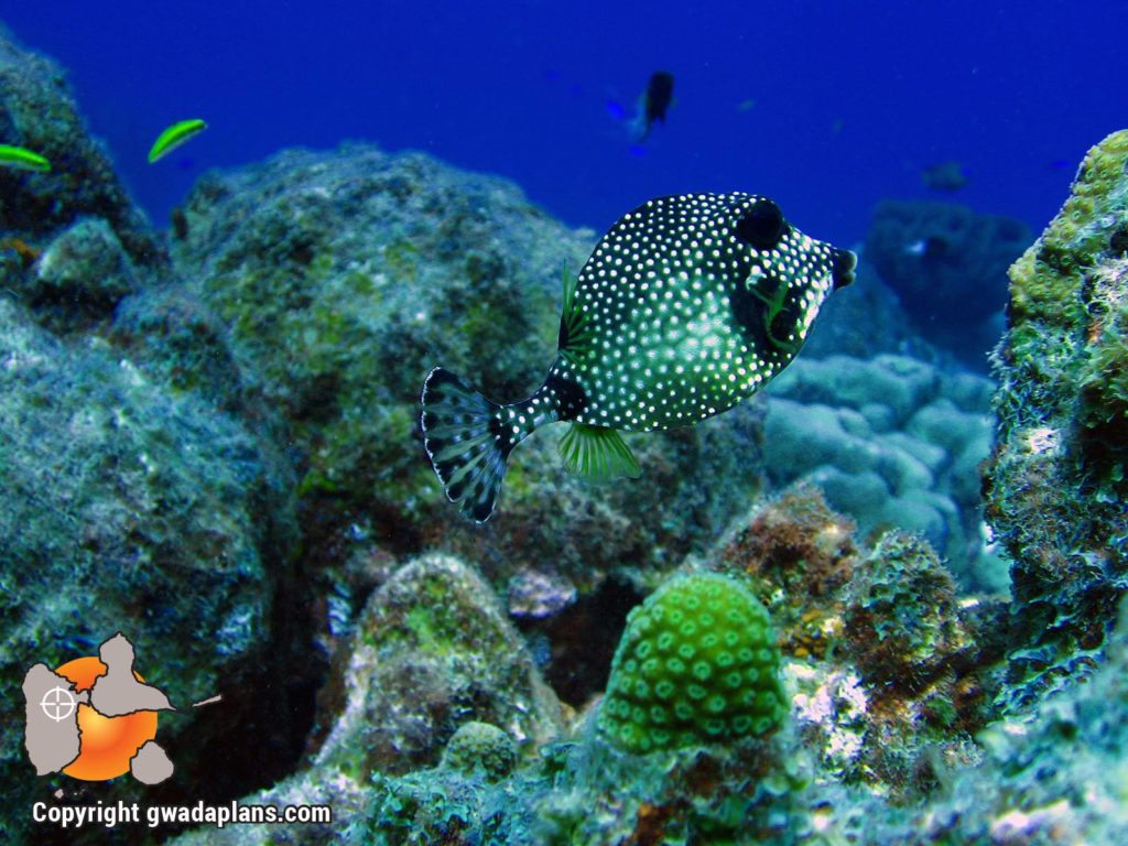 Poisson coffre