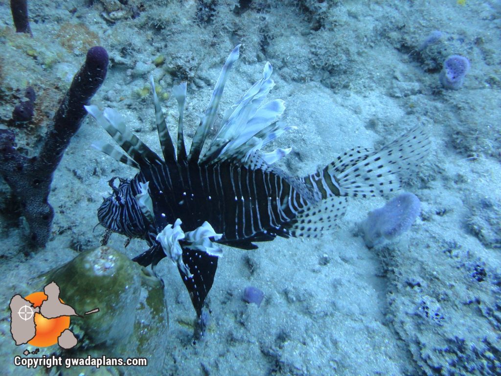 Poisson lion