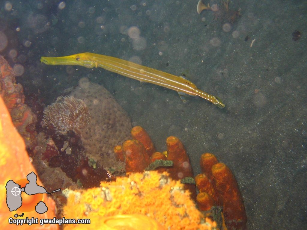 Poisson trompette