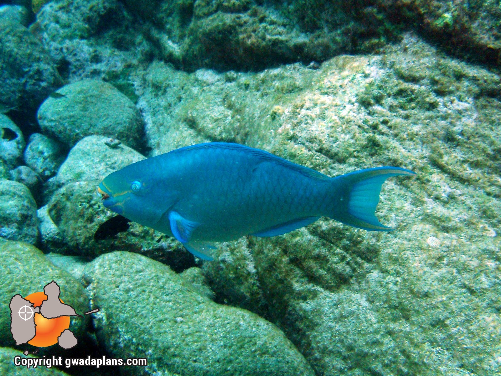 Poisson perroquet