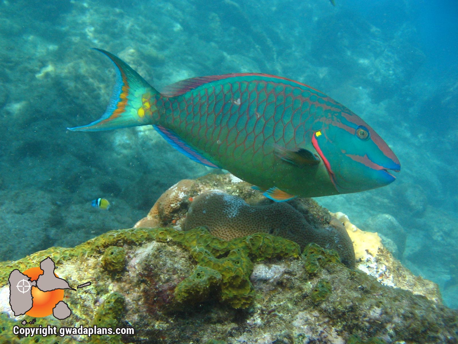 Poisson perroquet ou poisson chat