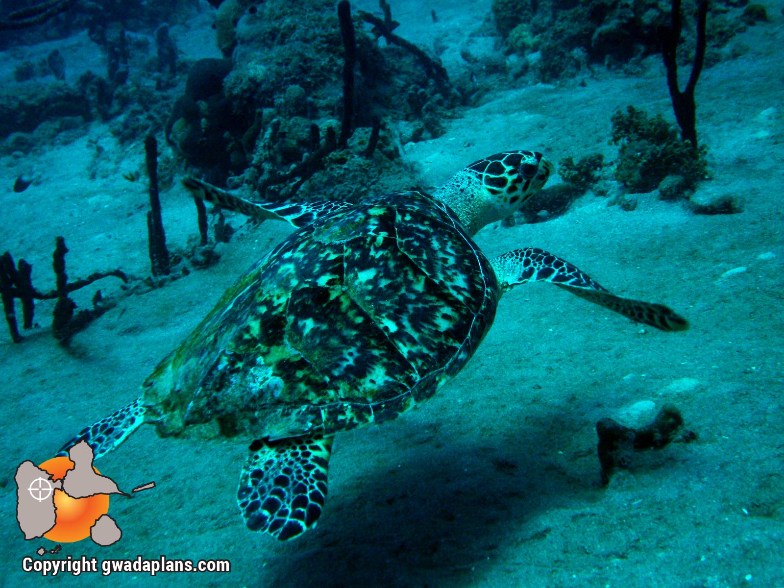 Tortue imbriquée