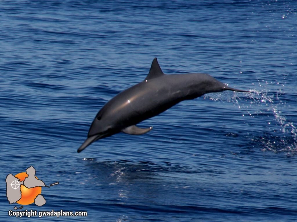 cétacés dauphins Guadeloupe
