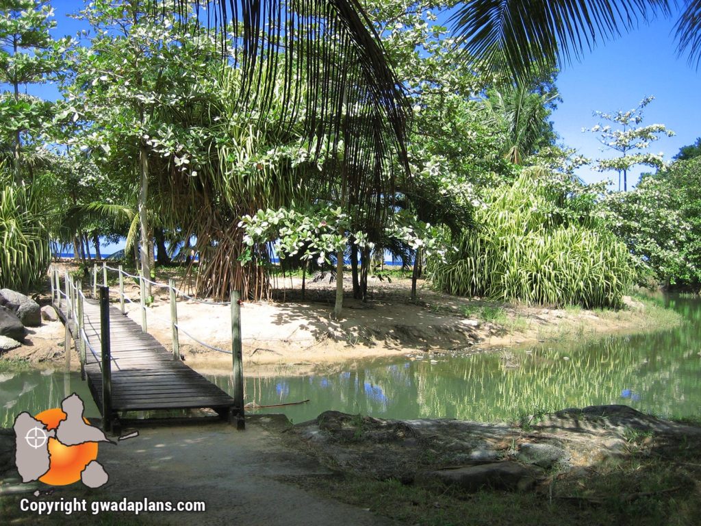 Plage de Grande-Anse - Mangrove