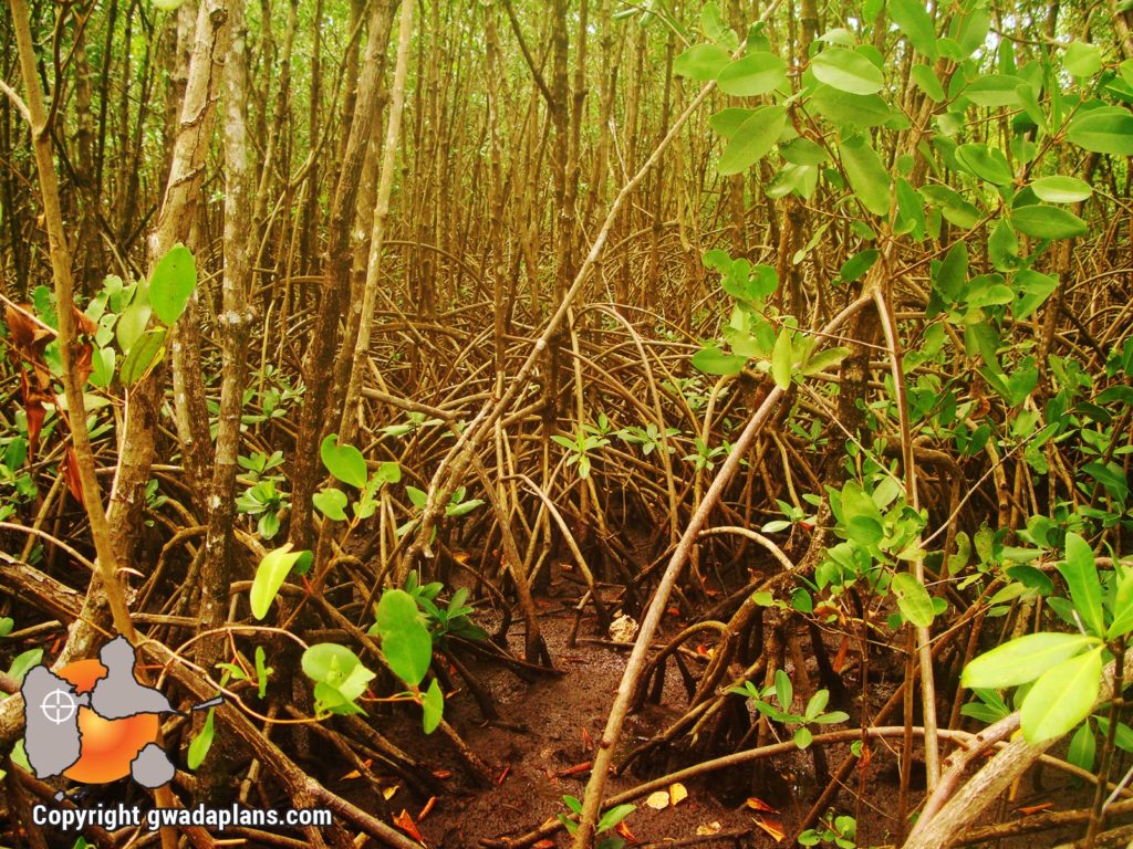 Mangrove - Réserve marine de Guadeloupe