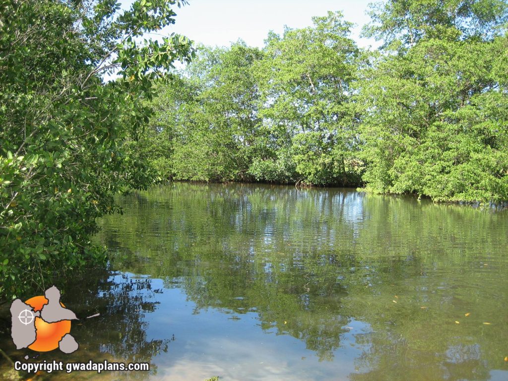 Le canal se termine en mangrove