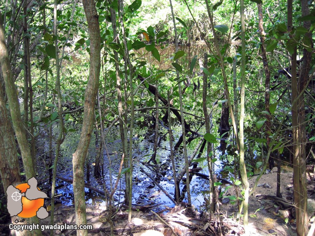 Mangrove - Petit Canal