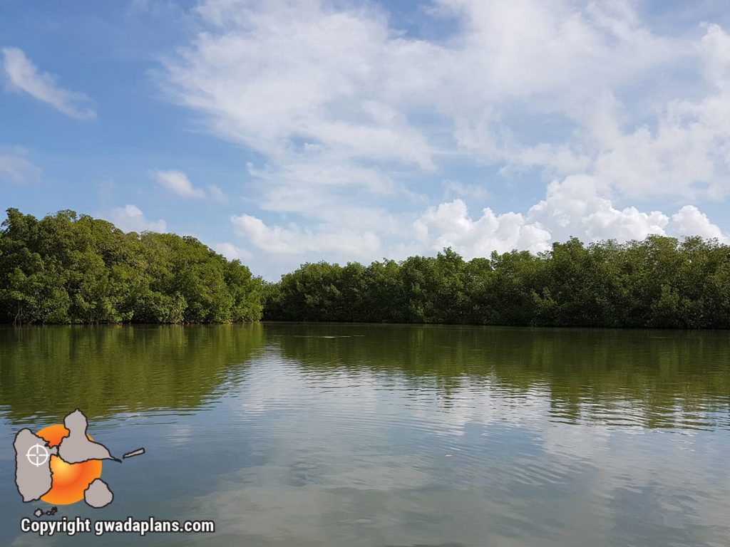 Canal de mangrove