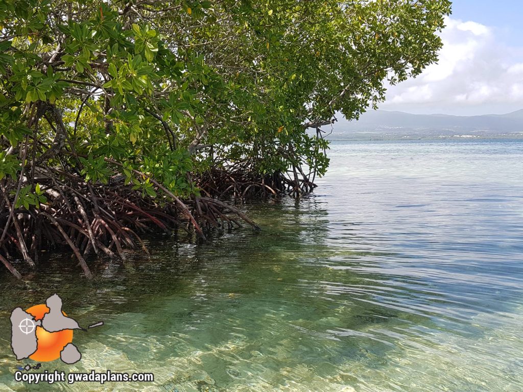 Intérieur de la mangrove
