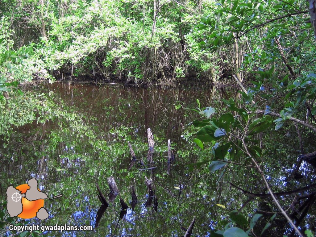 Intérieur de la mangrove