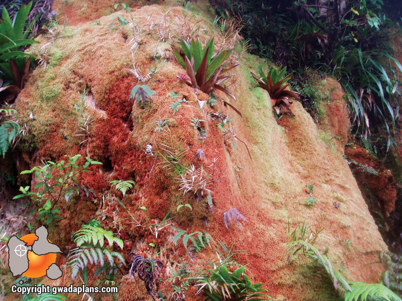 Végétation sur le volcan La Soufrière de Guadeloupe