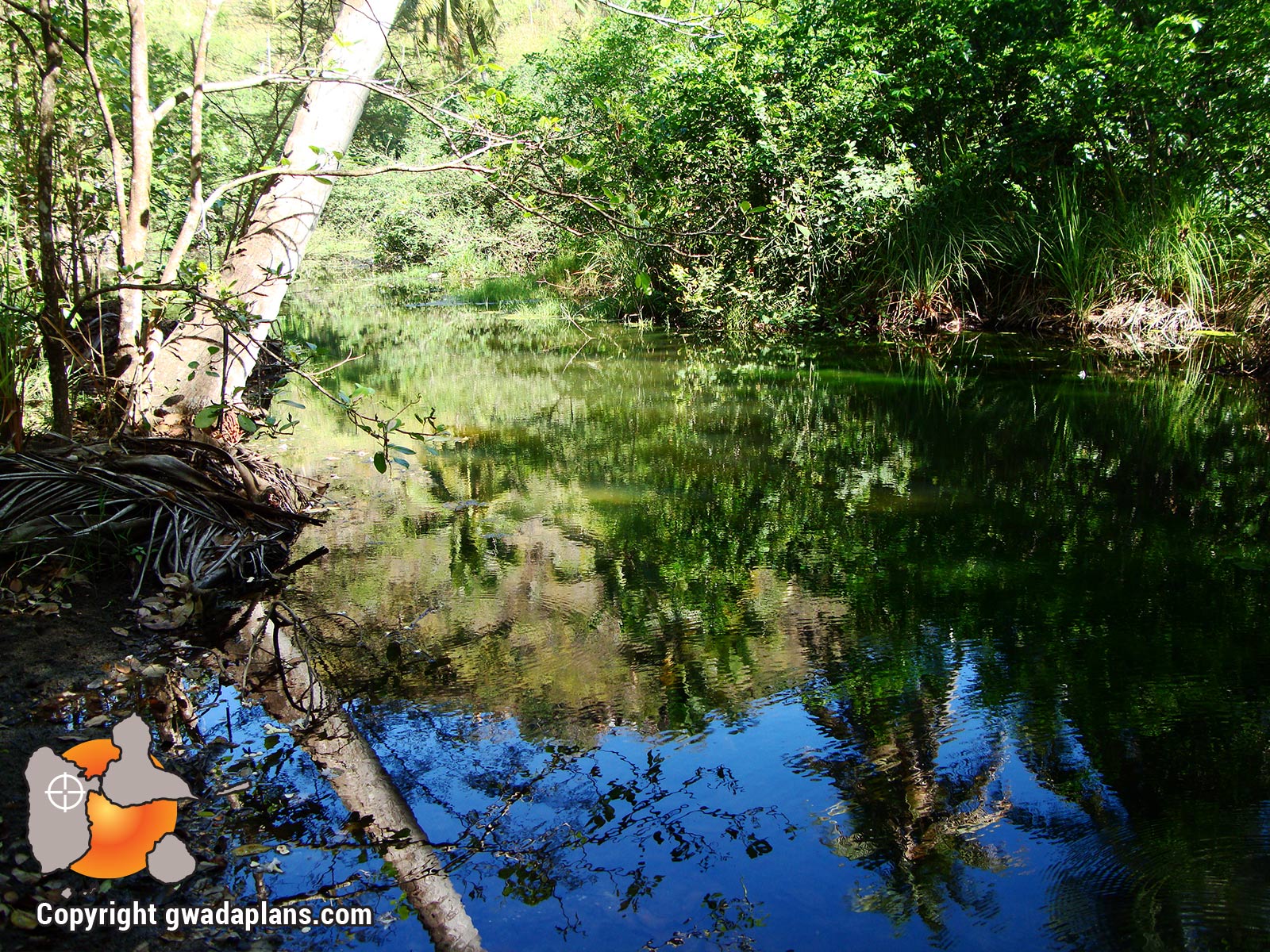 La mangrove de la cocoteraie de l'Anse à la Barque
