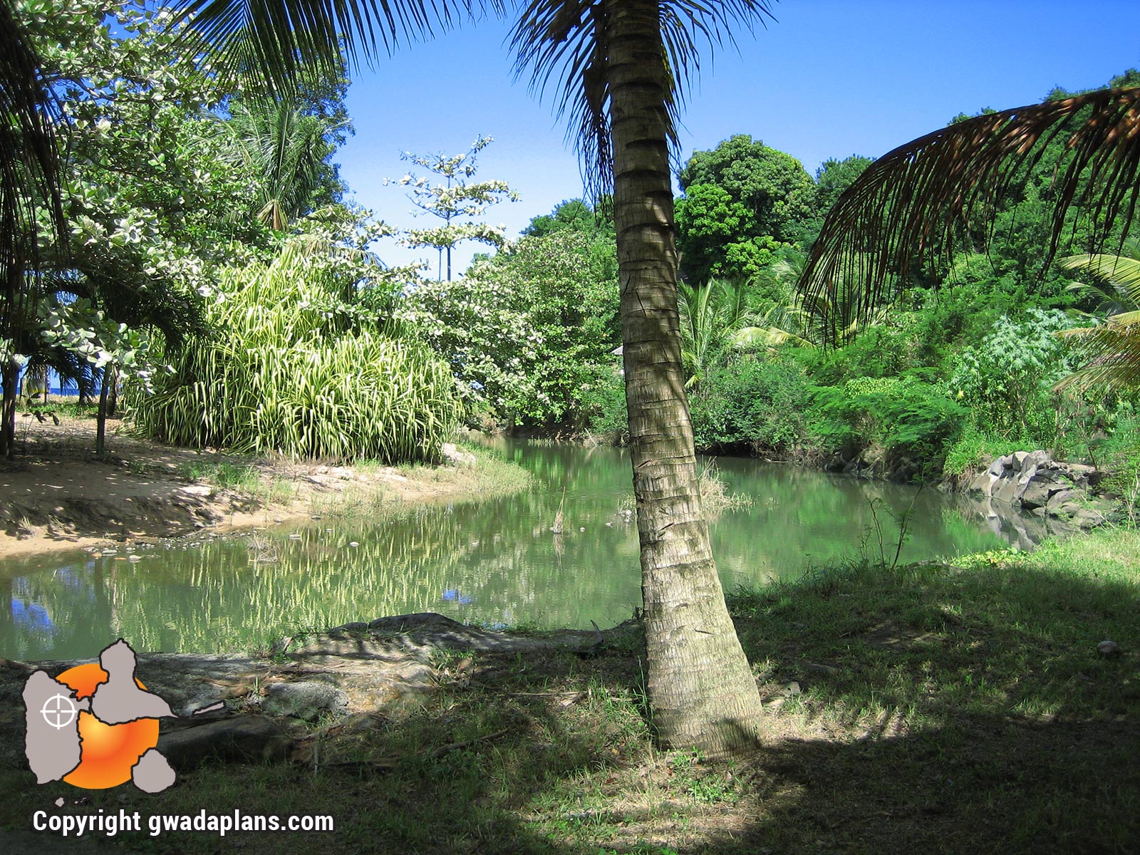 Grande Anse - Mangrove - plage Deshaies