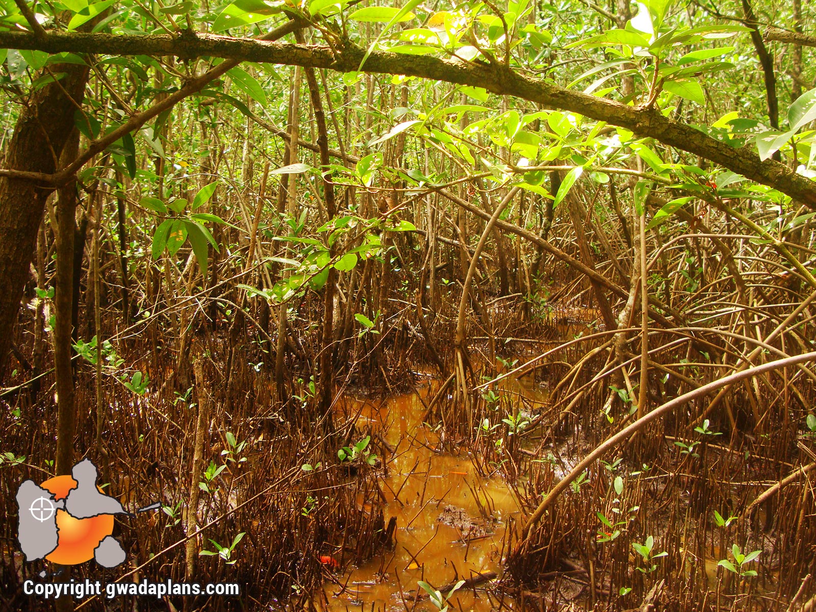 Mangrove - Réserve marine de Guadeloupe