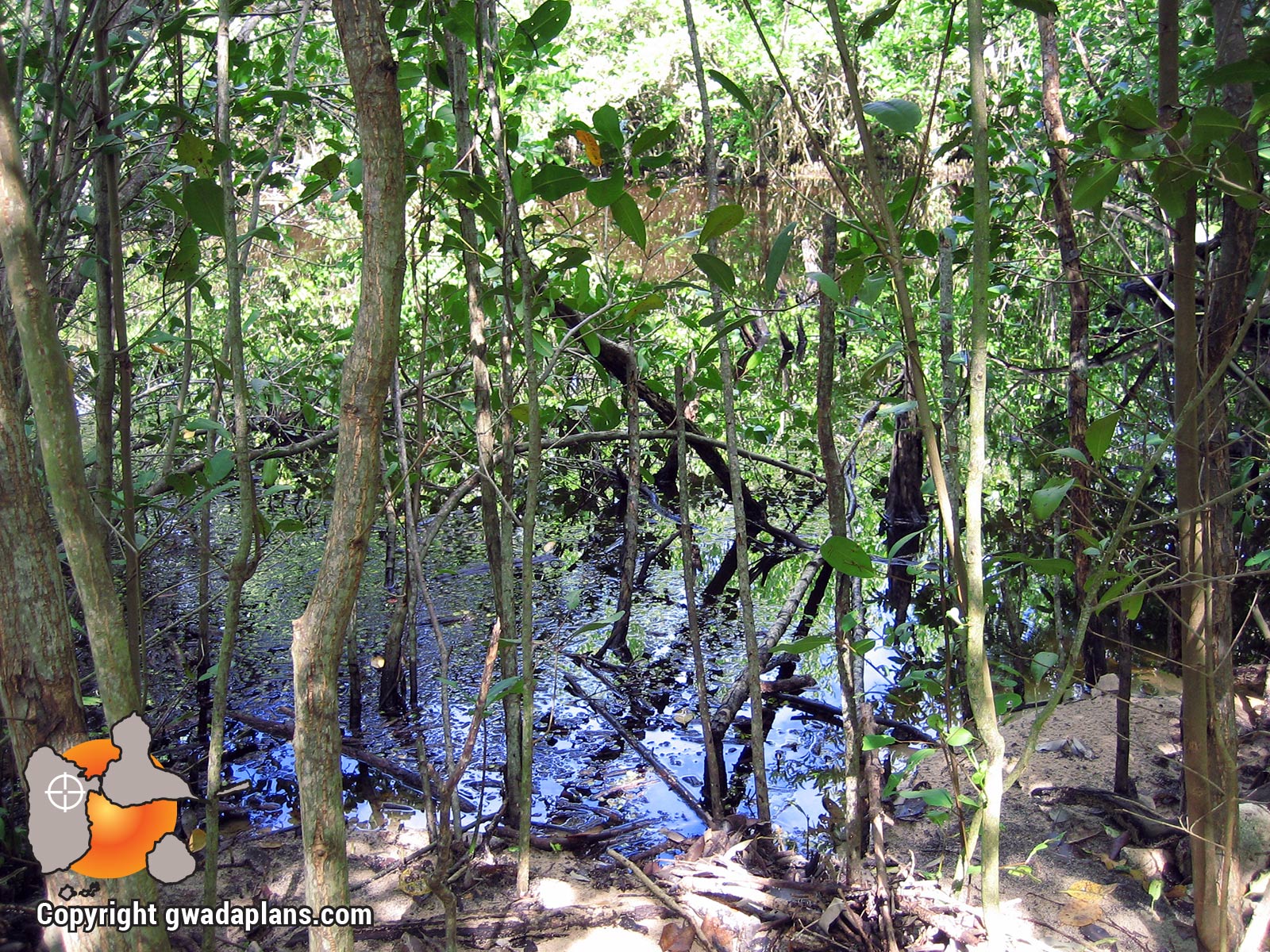 Mangrove - Petit Canal