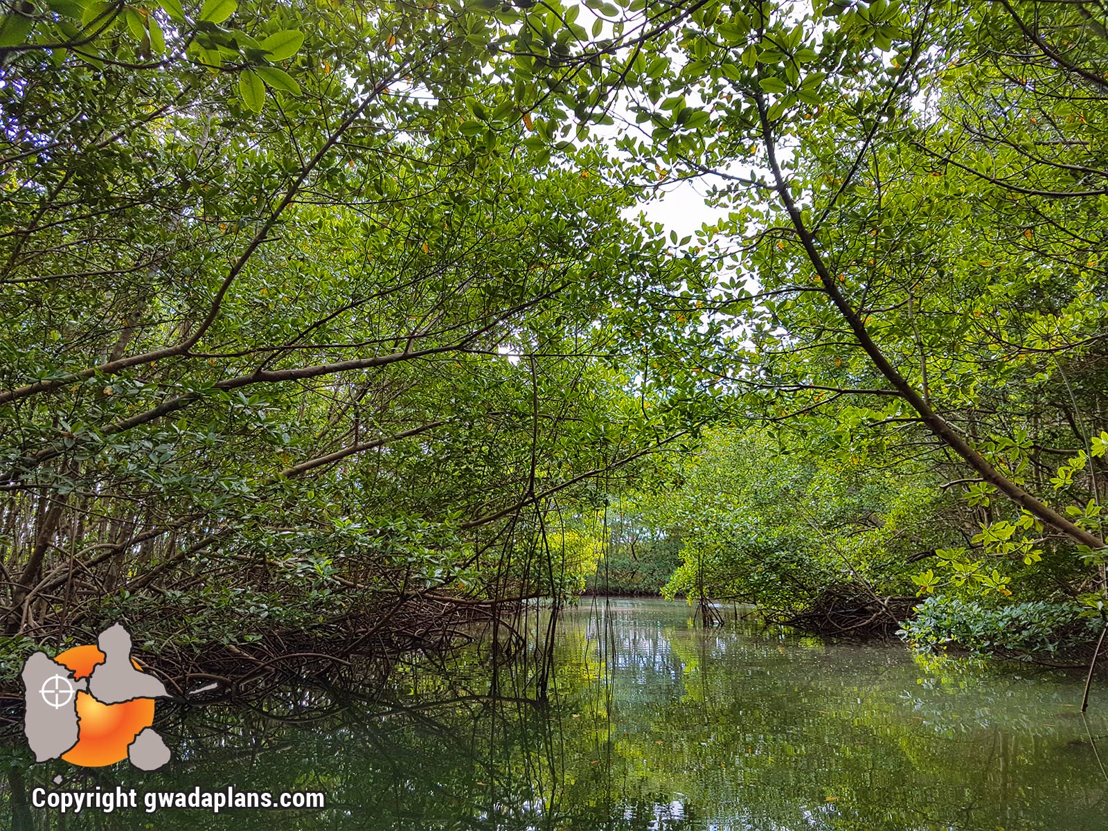 Réserve Marine Guadeloupe - Mangrove