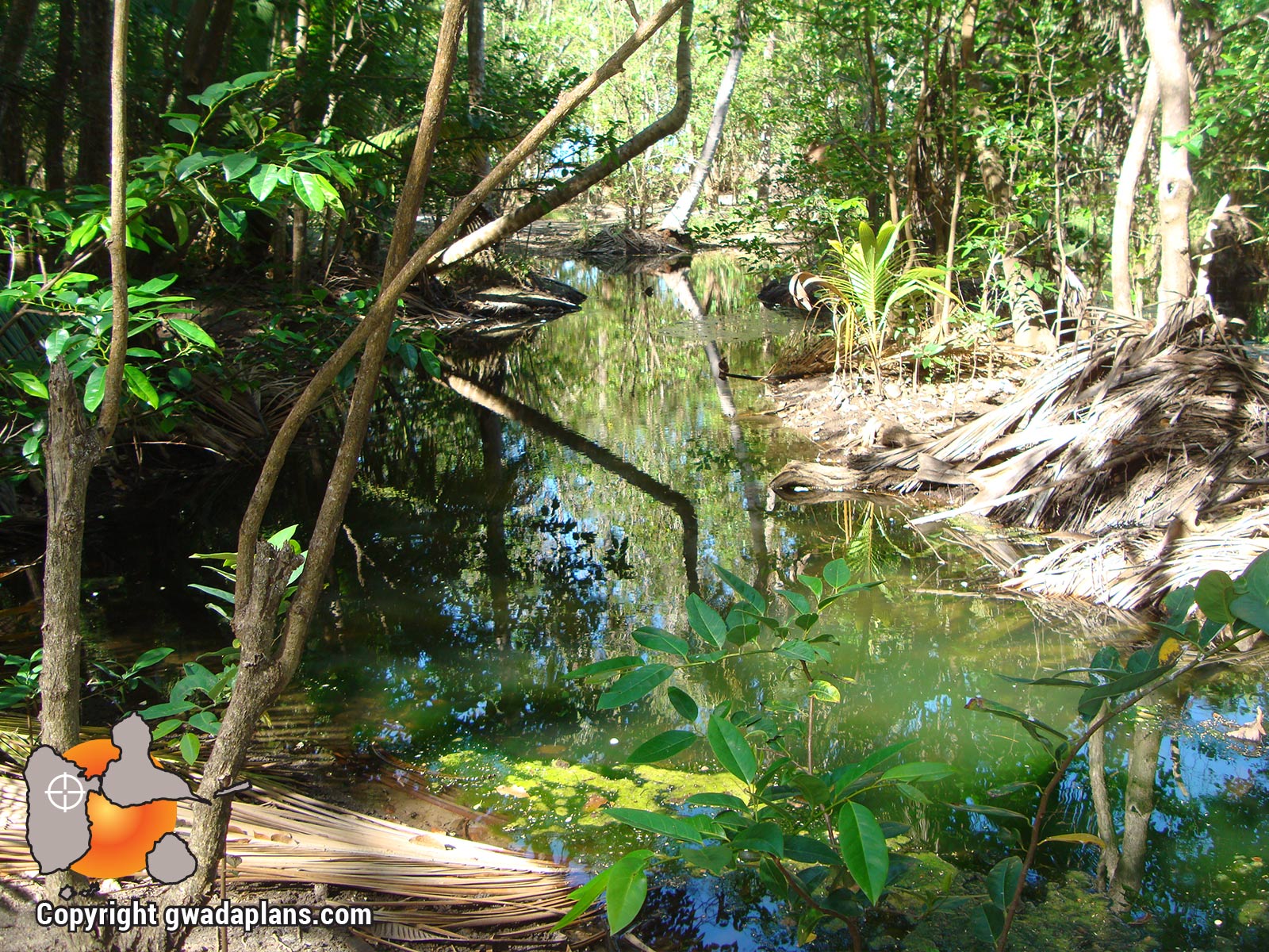 La mangrove de la cocoteraie de l'Anse à la Barque