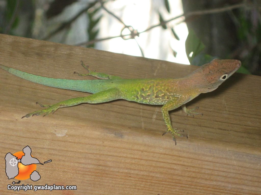 Anoli - Faune Guadeloupe
