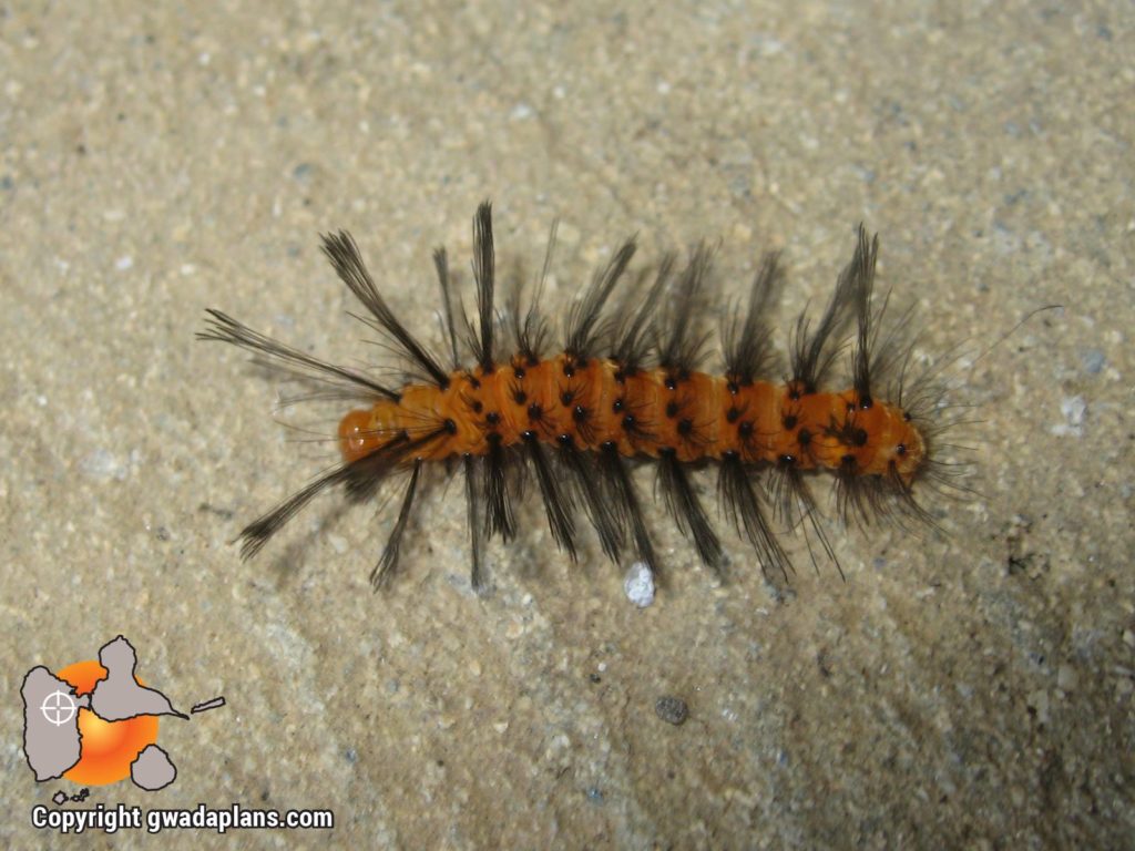 Chenille Rasta - Faune Guadeloupe