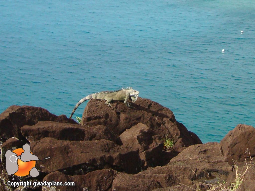 Iguane Delicatessima - Faune Guadeloupe