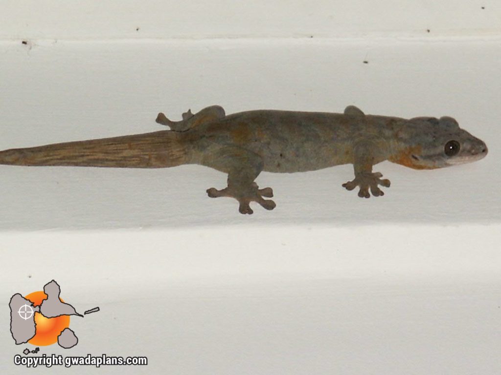 Mabouya - Faune Guadeloupe