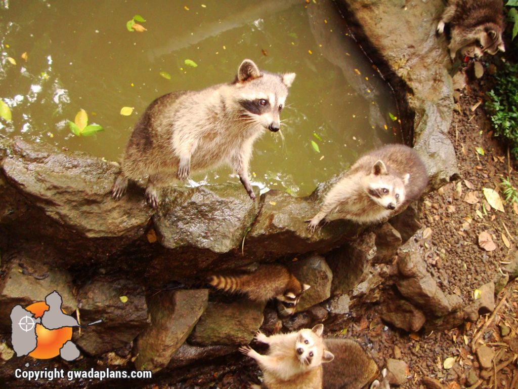 Racoon - Faune Guadeloupe