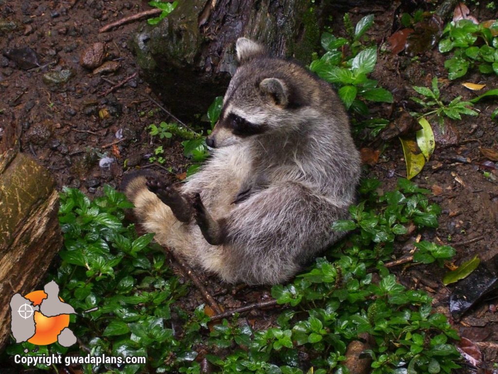 Racoon - Faune Guadeloupe