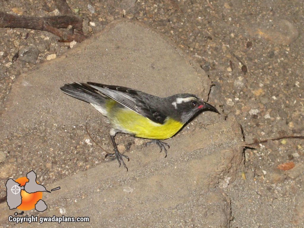 Sucrier - Faune Guadeloupe