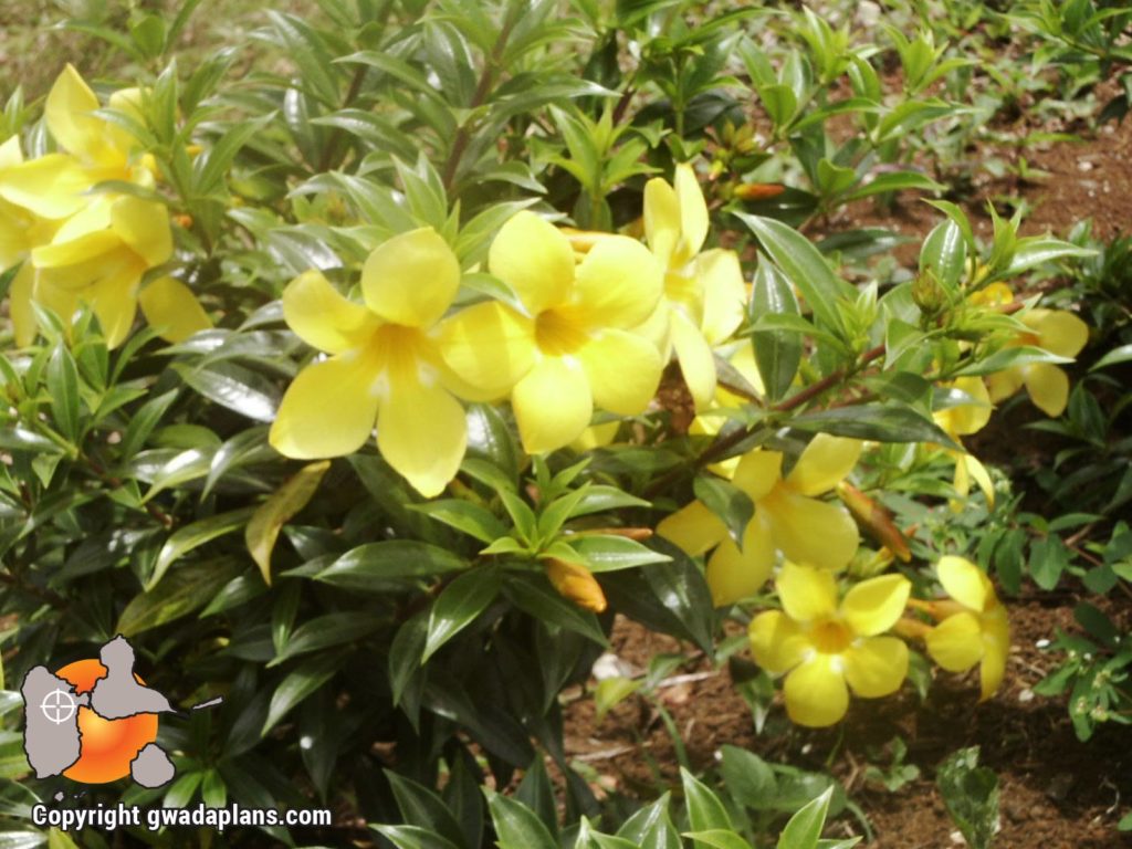 Alamanda jaune - Fleurs de Guadeloupe