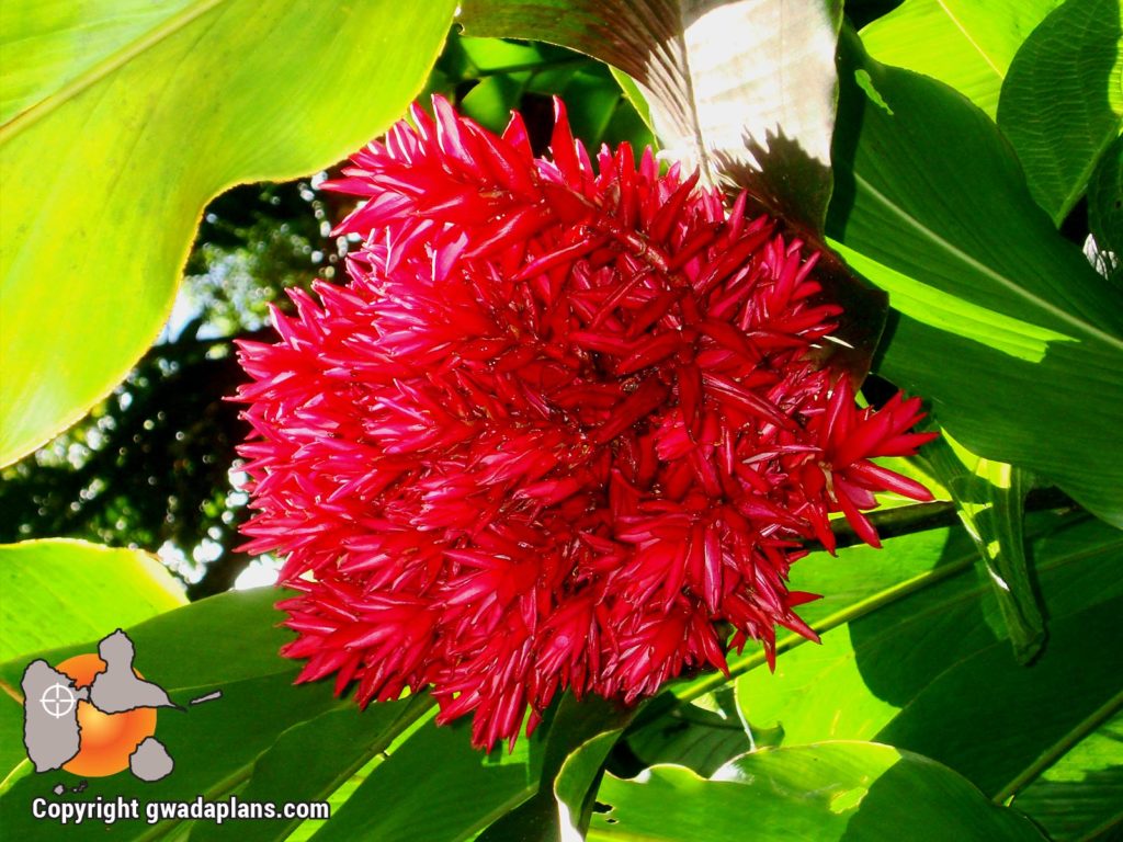Alpinia Double - Fleurs de Guadeloupe