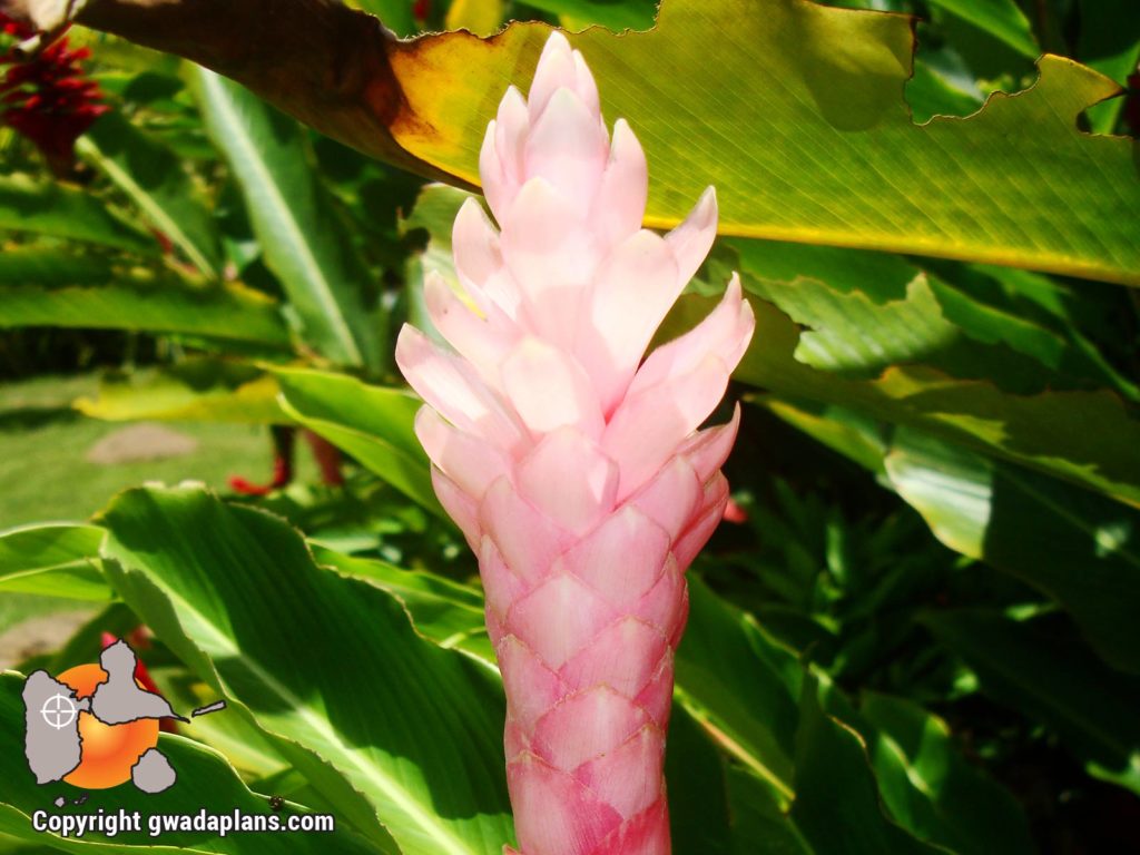 Alpinia Rose- Fleurs de Guadeloupe