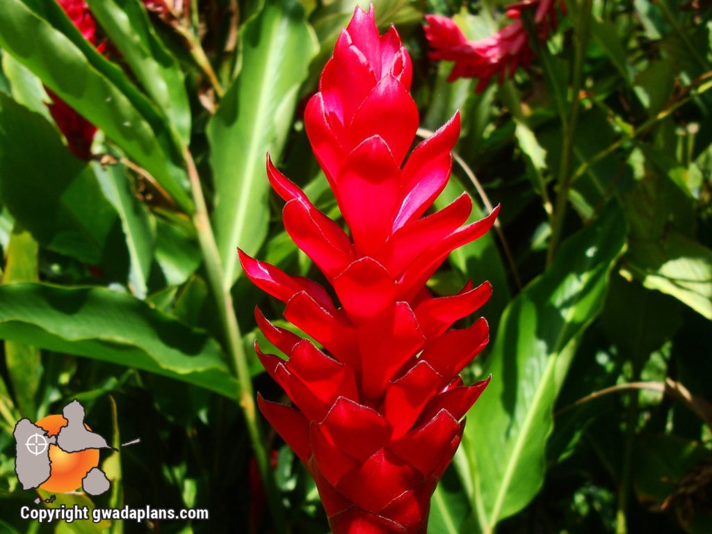 Alpinia Rouge- Fleurs de Guadeloupe