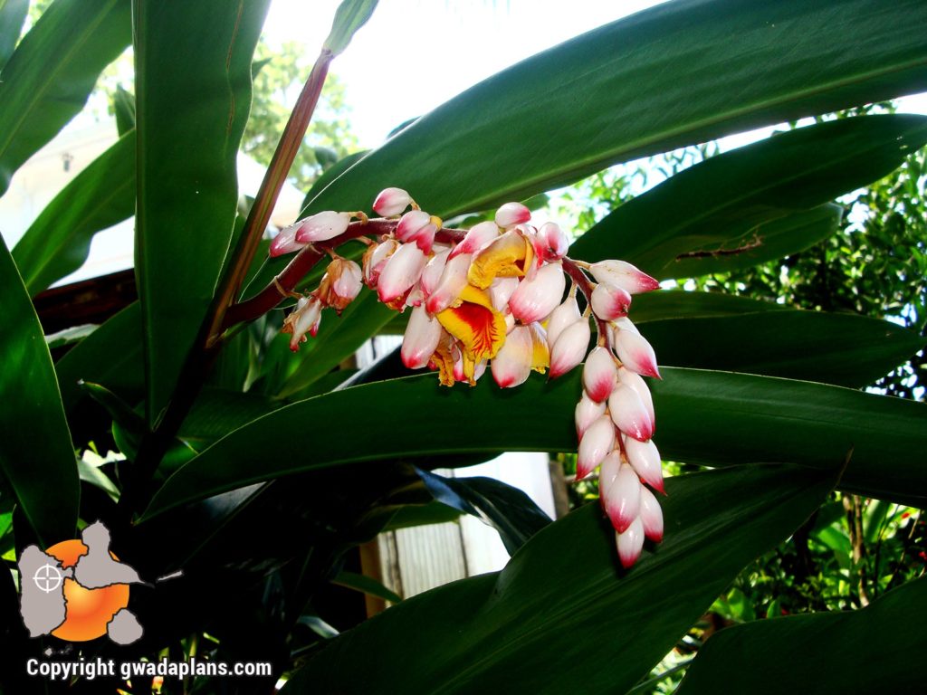 A tout maux - Fleurs tropicales