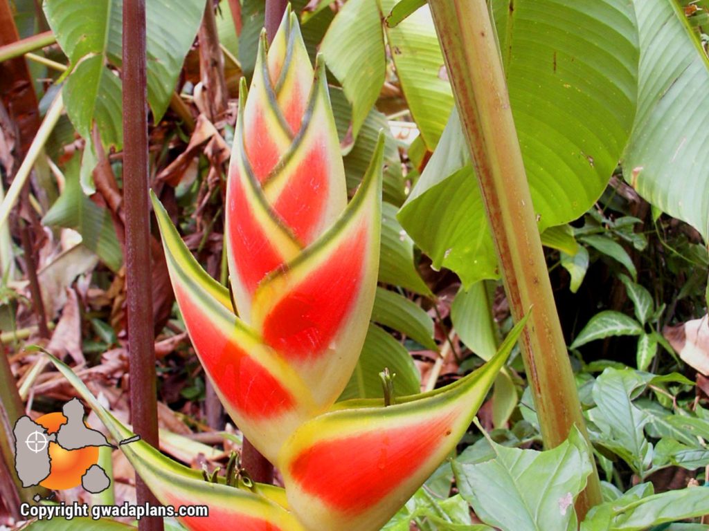 Balisier bicolor- Fleurs de Guadeloupe