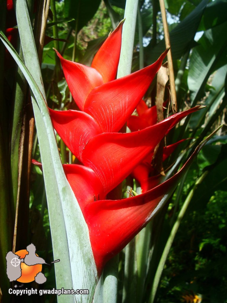 Balisier rouge- Fleurs de Guadeloupe