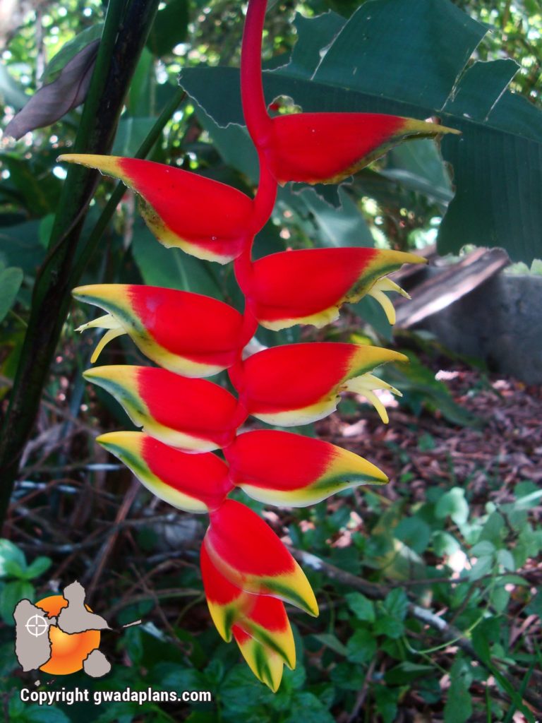 Balisier pendula- Fleurs de Guadeloupe