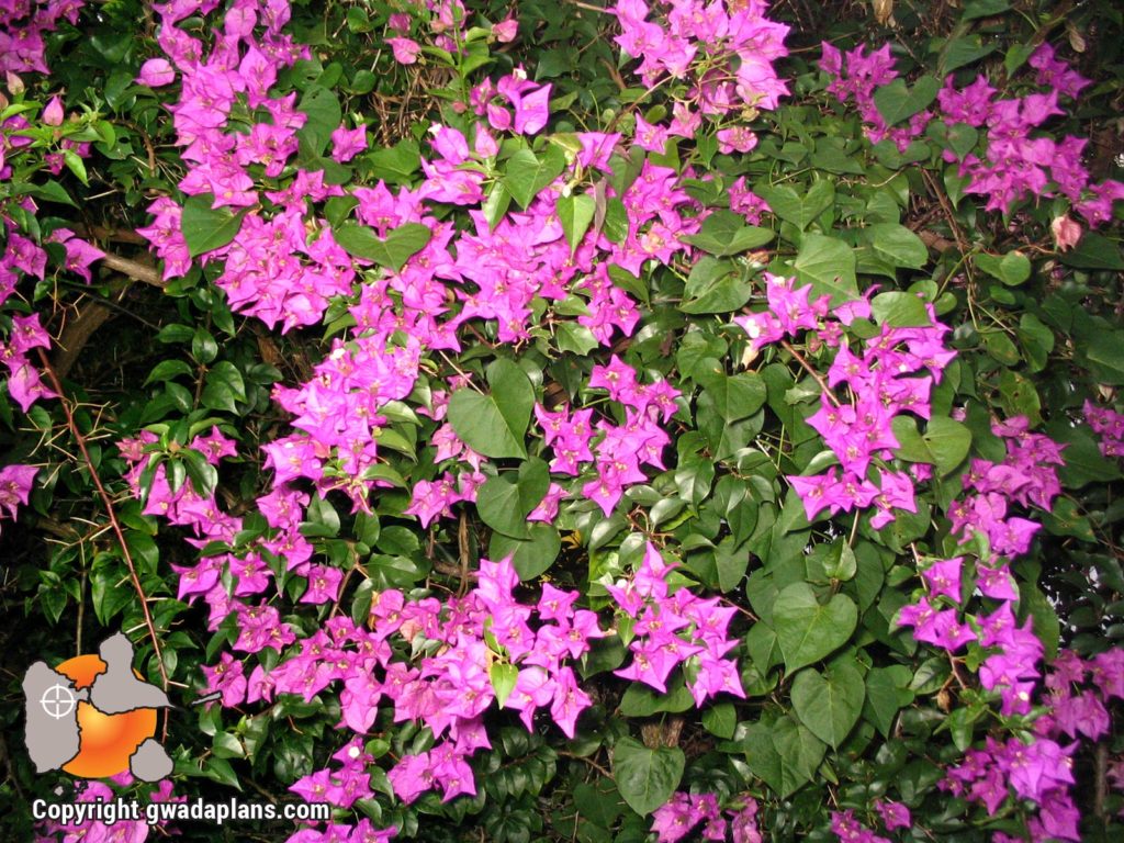 Bougainvilier rose- Fleurs de Guadeloupe