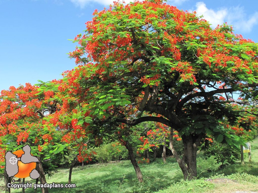 Flamboyant rouge - Fleurs de Guadeloupe