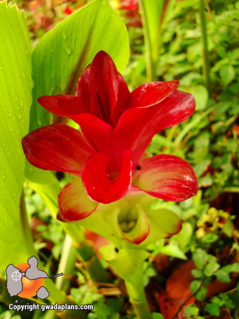 Fleur de mai - Fleurs de Guadeloupe