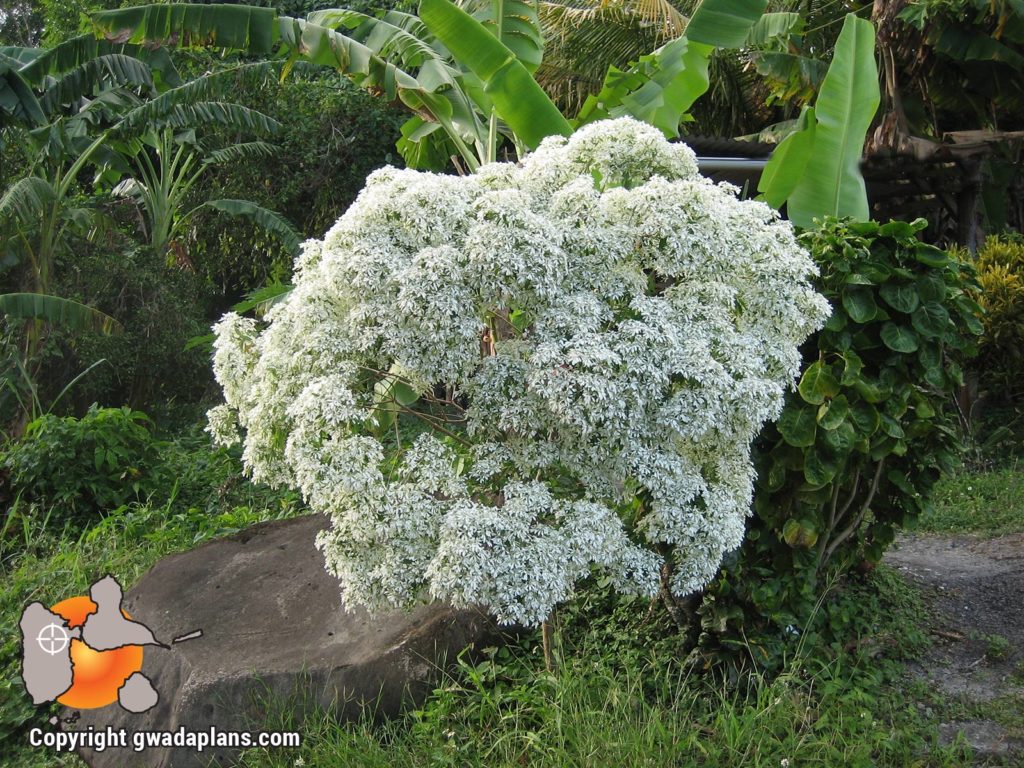 Fleuri Noël - Fleurs de Guadeloupe