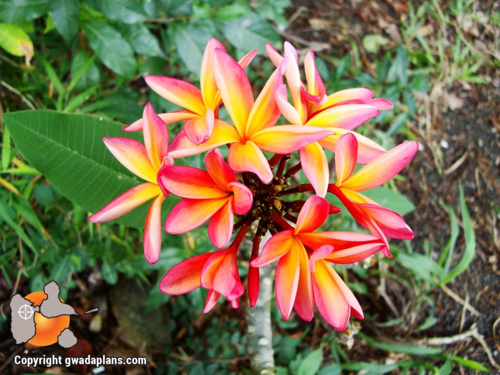 Frangipanier - Fleurs de Guadeloupe