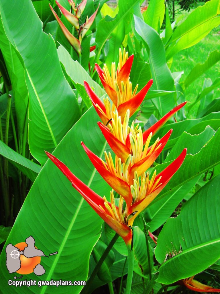 Héliconia - Fleurs de Guadeloupe