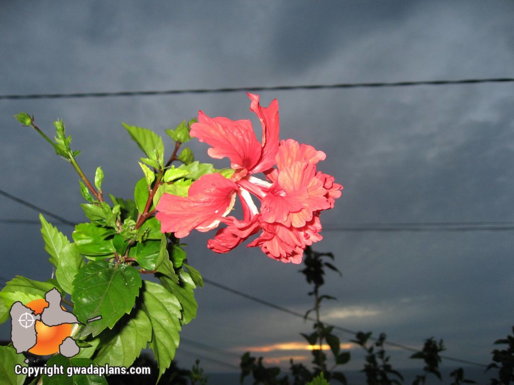 Hibisus rose - Fleurs de Guadeloupe