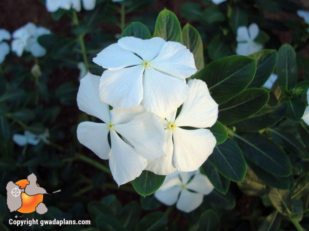 Pervenche blanche - Fleurs de Guadeloupe